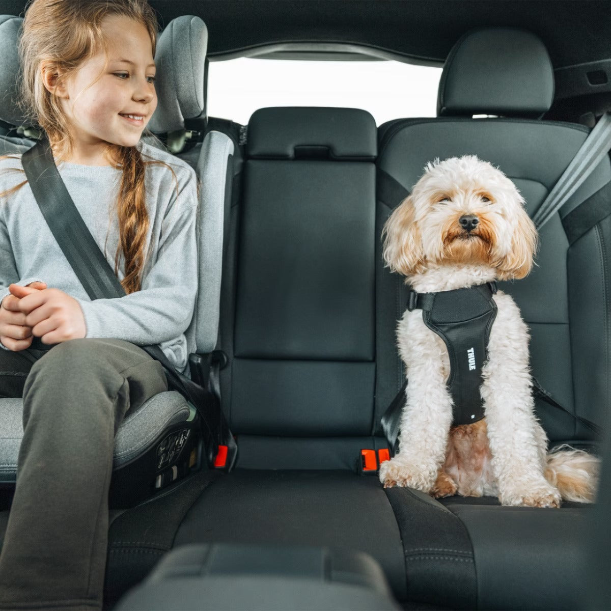 Ham auto pentru caini Thule Cappy, L